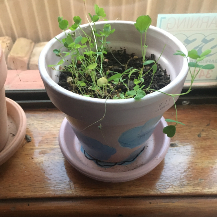 Photo of the plant species Common Chickweed by @bluefizzy named Lola on Greg, the plant care app
