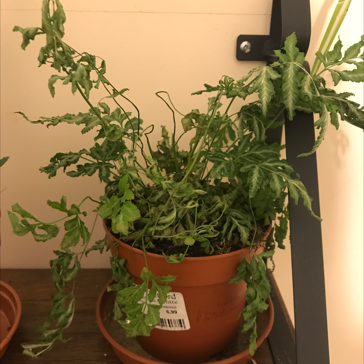 Potted Brake Fern with wilting and browning leaves, placed indoors on a wooden surface.