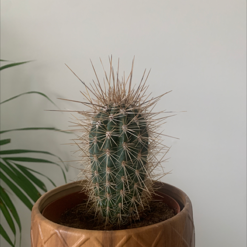 Photo of the plant species Saguaro by @briannadaponte named Rick the prick on Greg, the plant care app