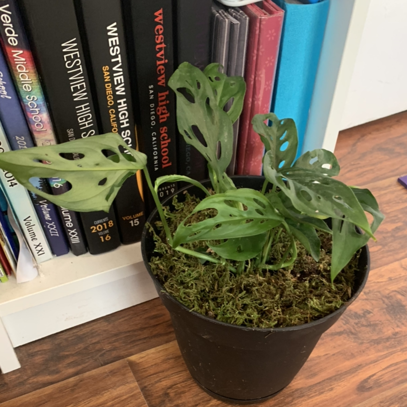 Monstera plant photo by Avianne named Winston on Greg, the plant care app.