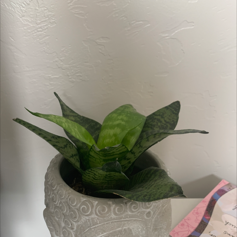 Snake Plant plant photo by @cassidybolane named snake on Greg, the plant care app.