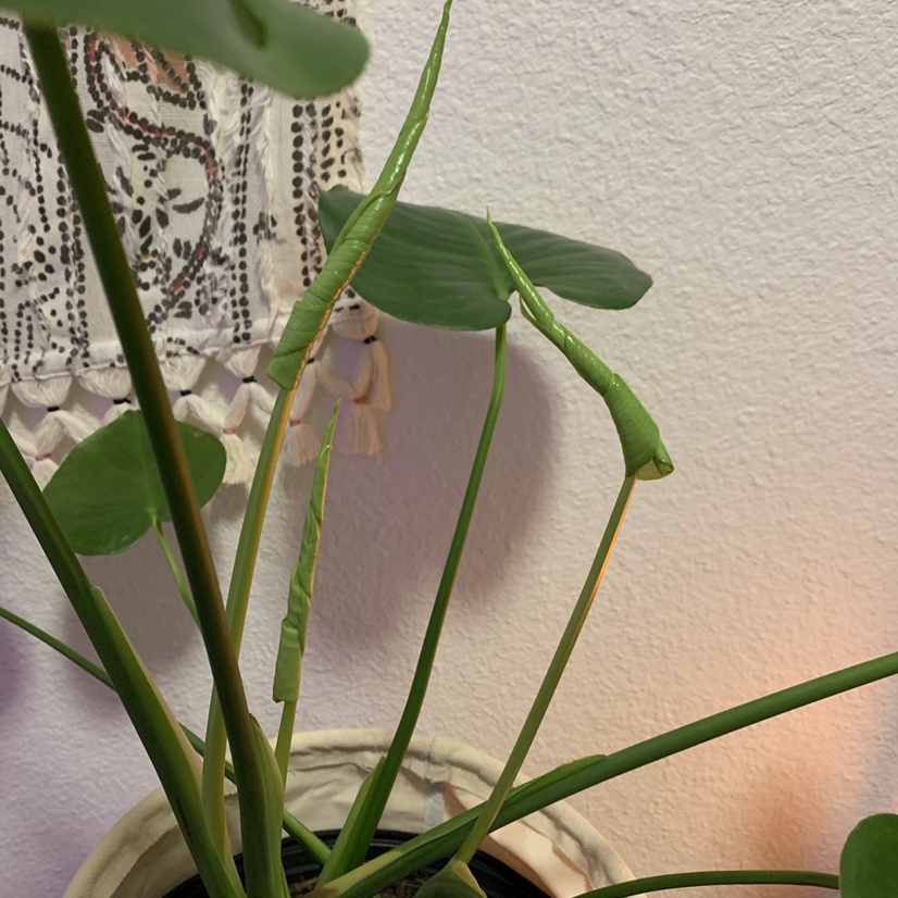 Monstera plant photo by @cassidybolane named big monstera on Greg, the plant care app.