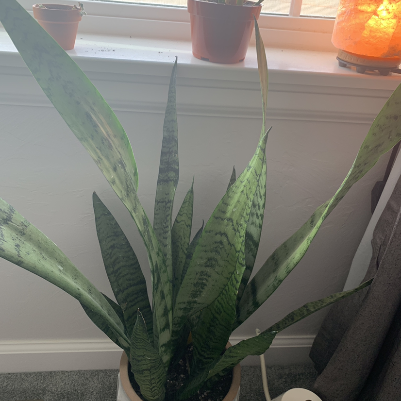 Snake Plant plant photo by @cassidybolane named big snake plant on Greg, the plant care app.