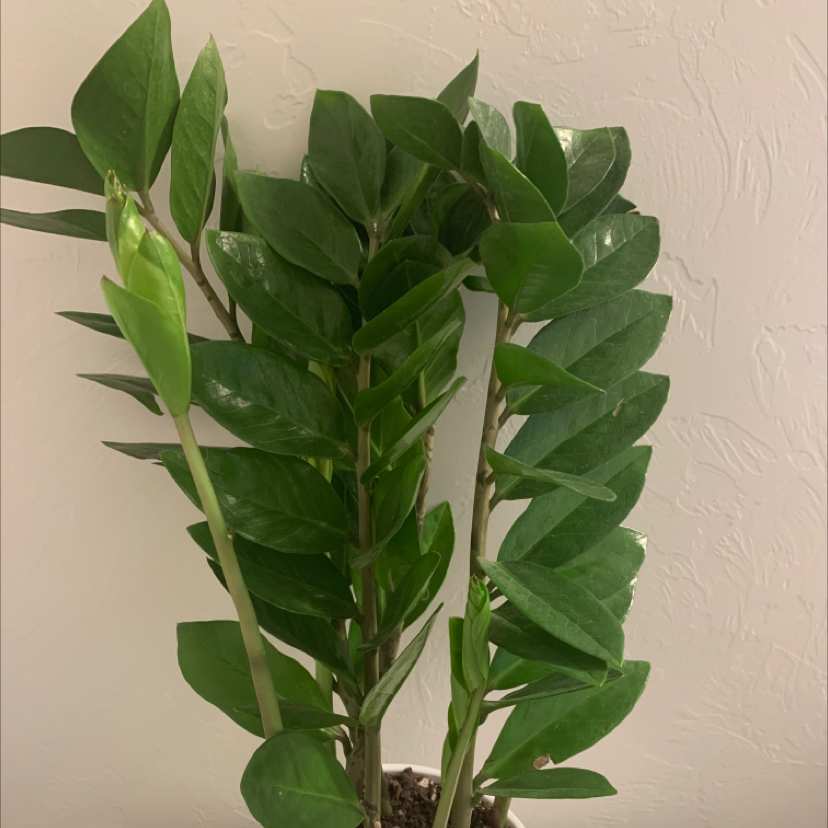 Zamioculcas Zamiifolia plant photo by @cassidybolane named zz on Greg, the plant care app.