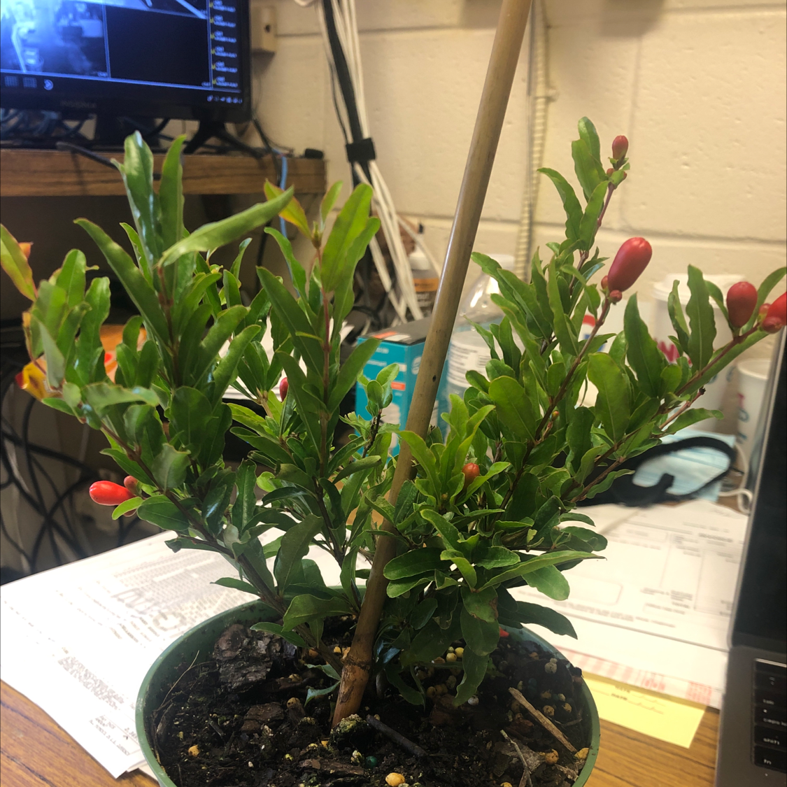 Pomegranate plant in a pot with healthy green leaves and red buds, placed on a desk indoors.