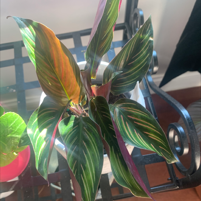 Calathea 'Beauty Star' plant with patterned leaves, slight yellowing and browning visible.