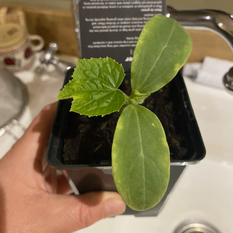 Cucumber plant photo by Tamsyn named Cucumber :) on Greg, the plant care app.