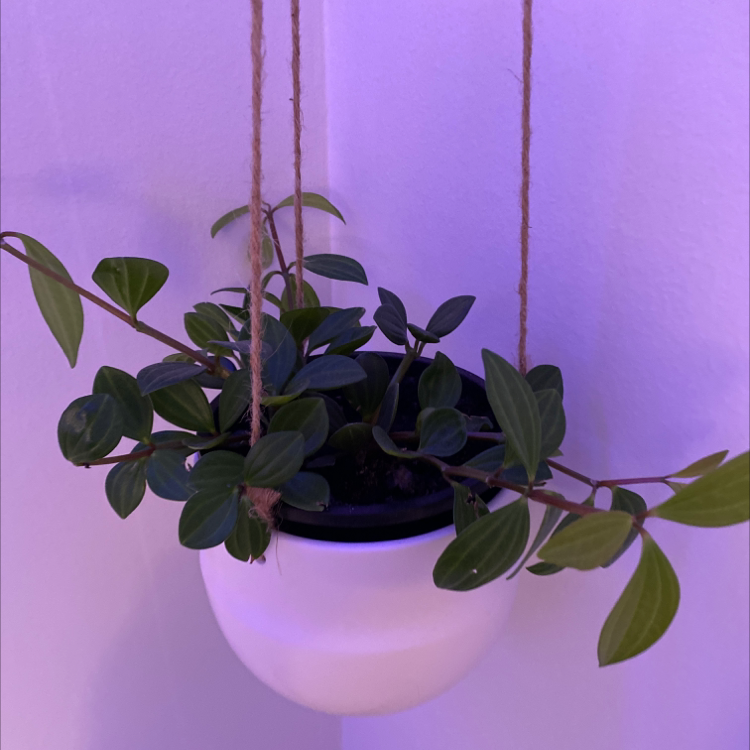 Hanging Radiator Plant in a white pot with green leaves against a purple-hued wall.