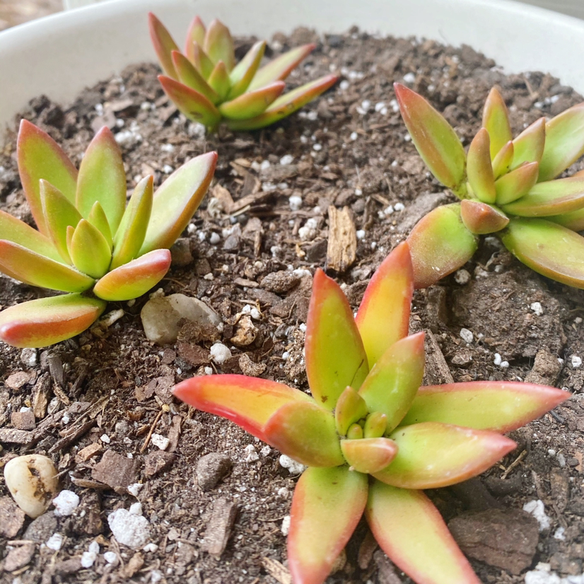 Sedum 'Firestorm' plant in a pot with multiple rosettes and visible soil.