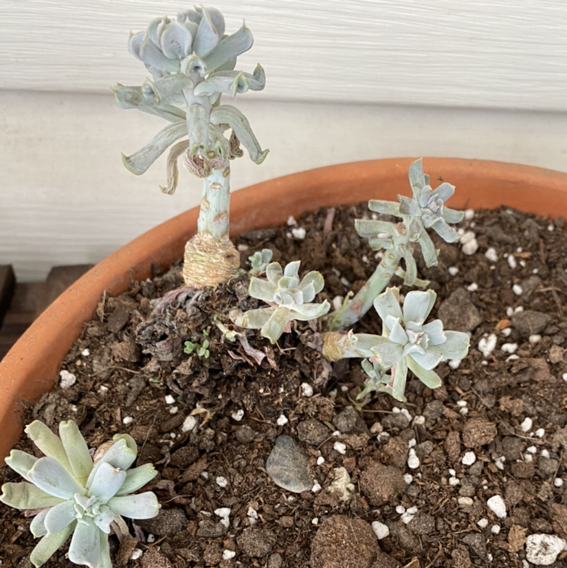 Potted Echeveria 'Topsy Turvy' with multiple rosettes and visible soil.