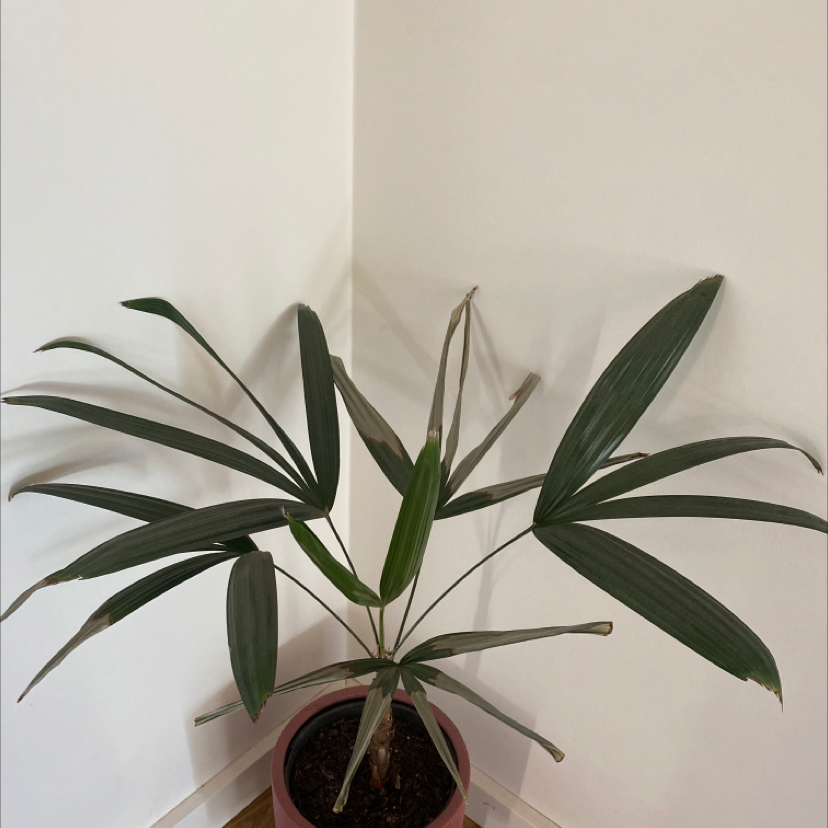 Healthy Rhapsis Palm with vibrant green fronds in a brown pot, well-framed image with plant in focus.