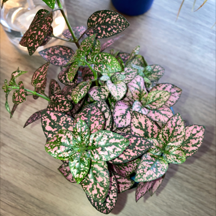 Polka Dot Plant plant photo by @Chlogo23 named Dula Peep on Greg, the plant care app.