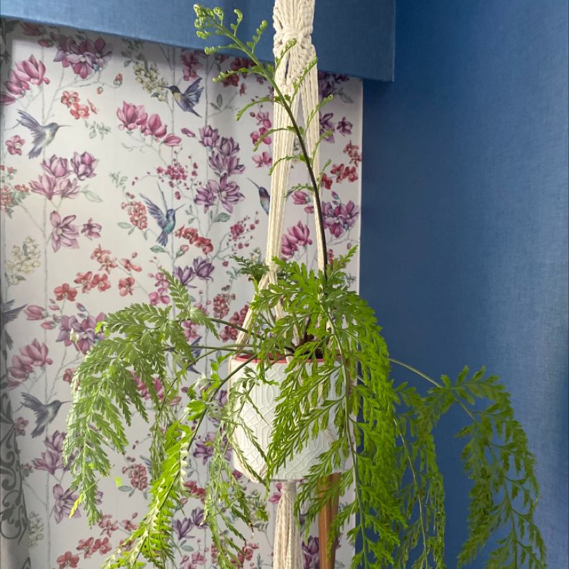 Black Spleenwort plant in a hanging pot with vibrant green leaves against a floral wallpaper background.