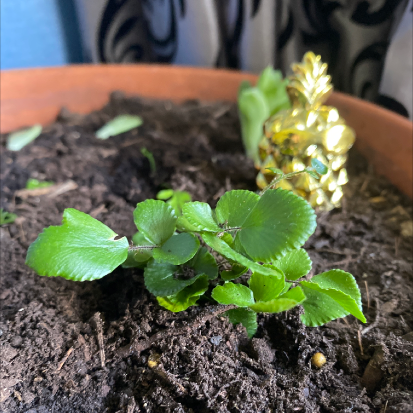 Photo of the plant species Kidney Fern by Koby-lee named Marilyn on Greg, the plant care app