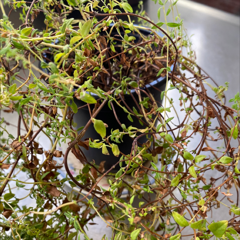 Healthy potted common thyme plant with dense green foliage and woody stems, no signs of disease or poor health.