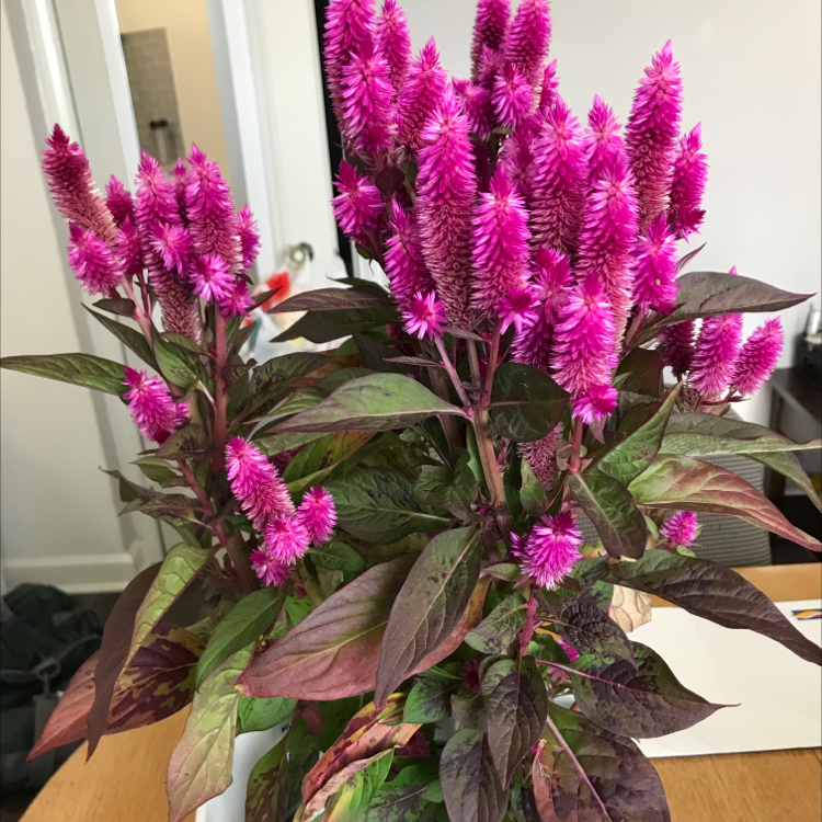 Several bright pink cockscomb flowers in full bloom, with healthy green foliage, potted and sitting on a wood surface indoors.