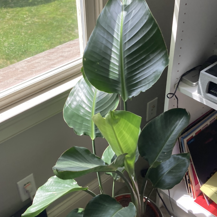 Bird of Paradise plant photo by @jainacampbell named eddie on Greg, the plant care app.