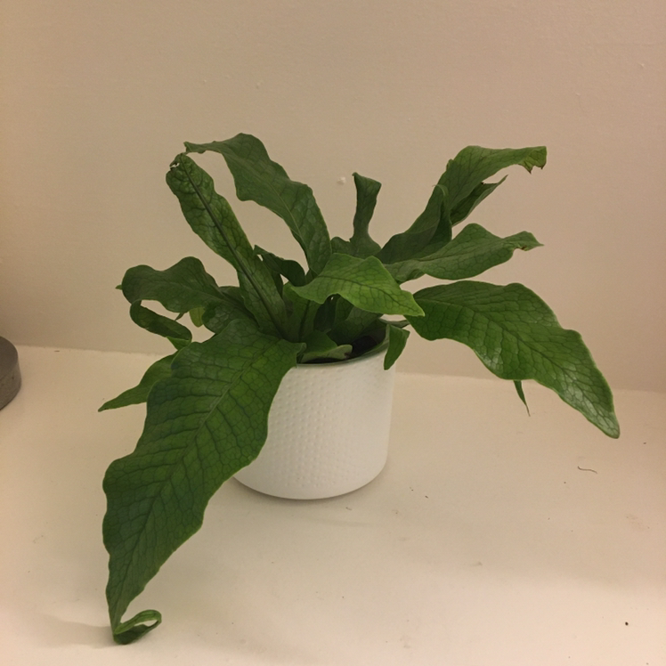 Crocodile Fern in a white pot with healthy green leaves.