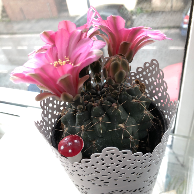 Mexican Pincushion cactus with pink flowers in a decorative pot.