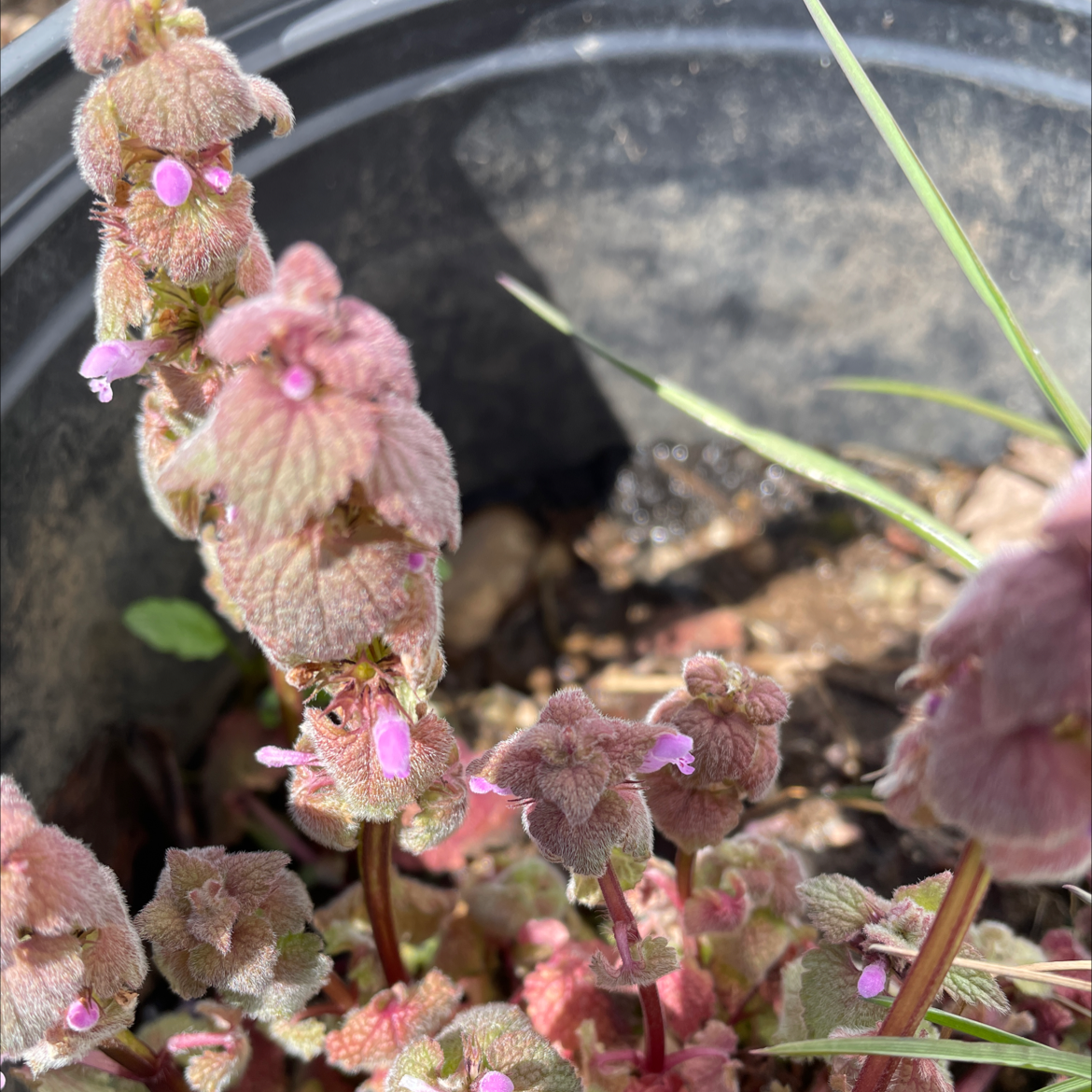 Purple Archangel plant in a pot with small purple flowers and reddish leaves.