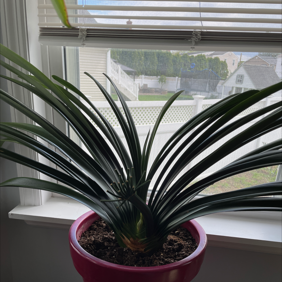 Healthy Bush Lily (Clivia miniata) in a pink pot on a windowsill with dark green leaves.