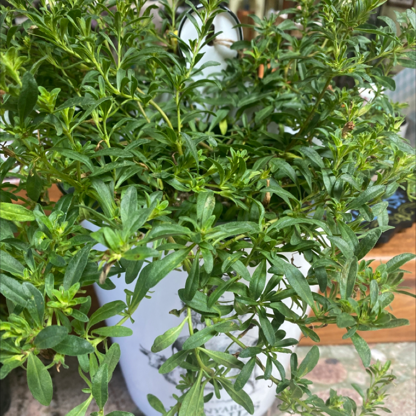 Photo of the plant species Superbells Yellow Chiffon Calibrachoa by Chenoa named Mollie on Greg, the plant care app