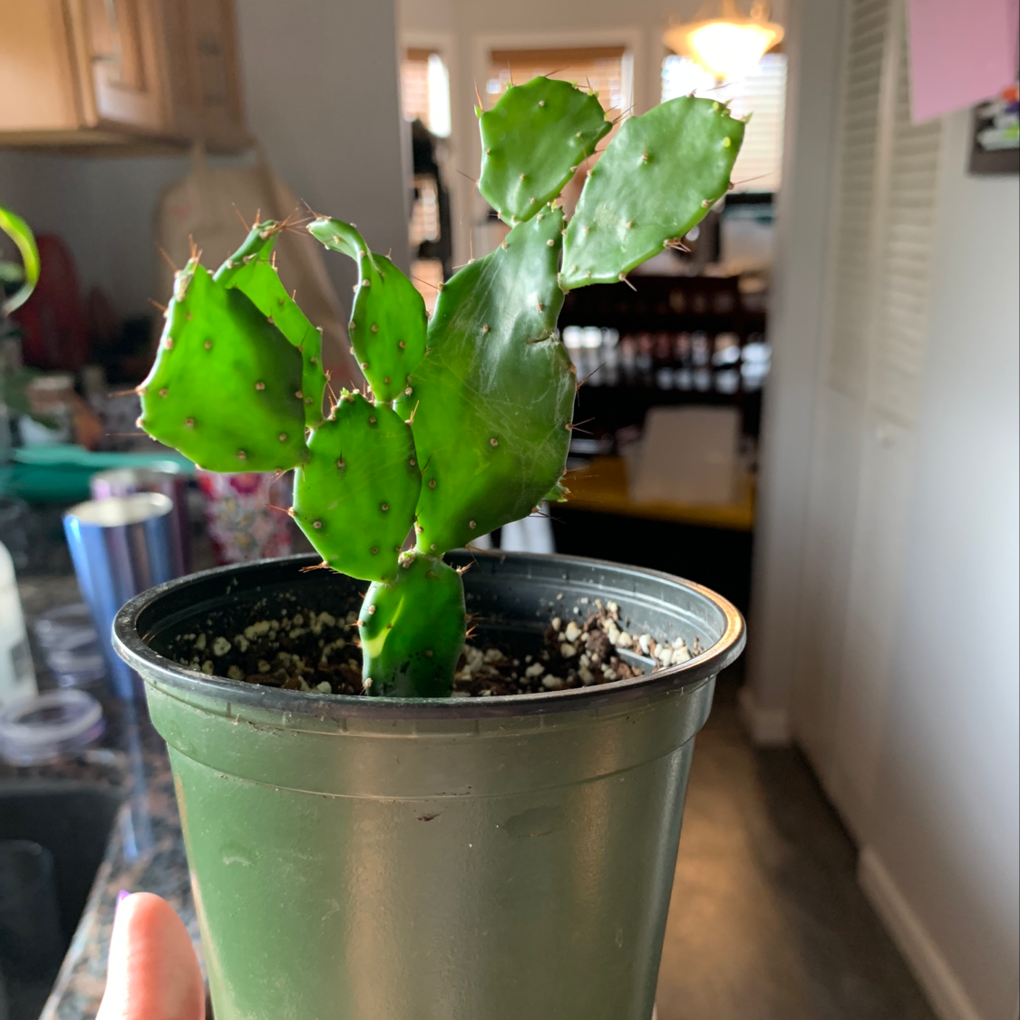 Brazilian Pricklypear plant in a small pot, indoors, with minor browning on edges.