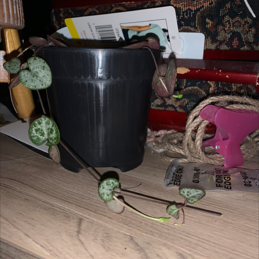 Photo of the plant species Propeller Vine by Gabrielle named String of Hearts on Greg, the plant care app