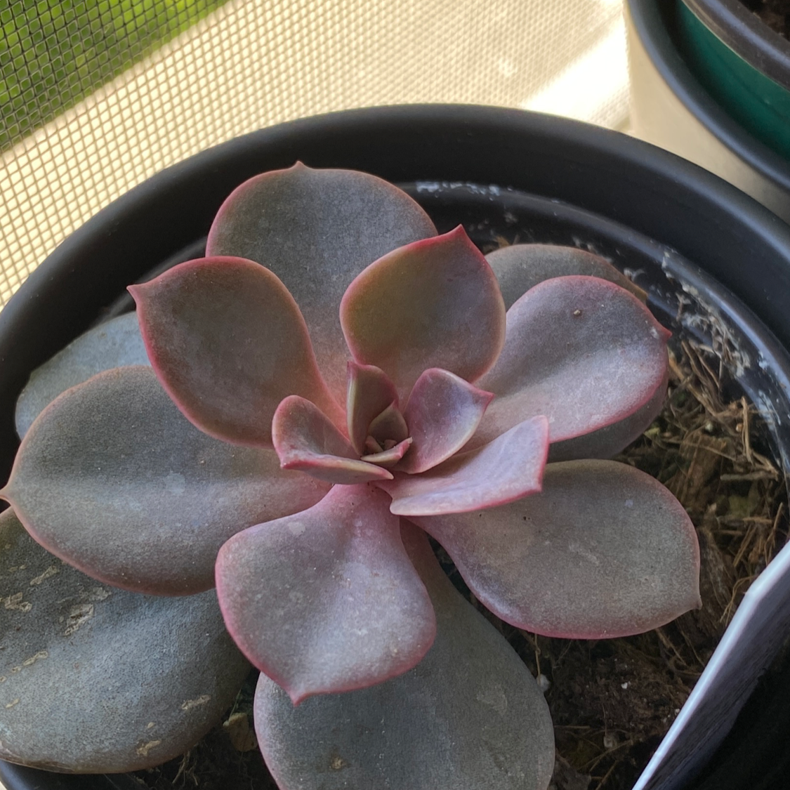 Ghost Plant plant photo by @Chuckquinn named Chad on Greg, the plant care app.