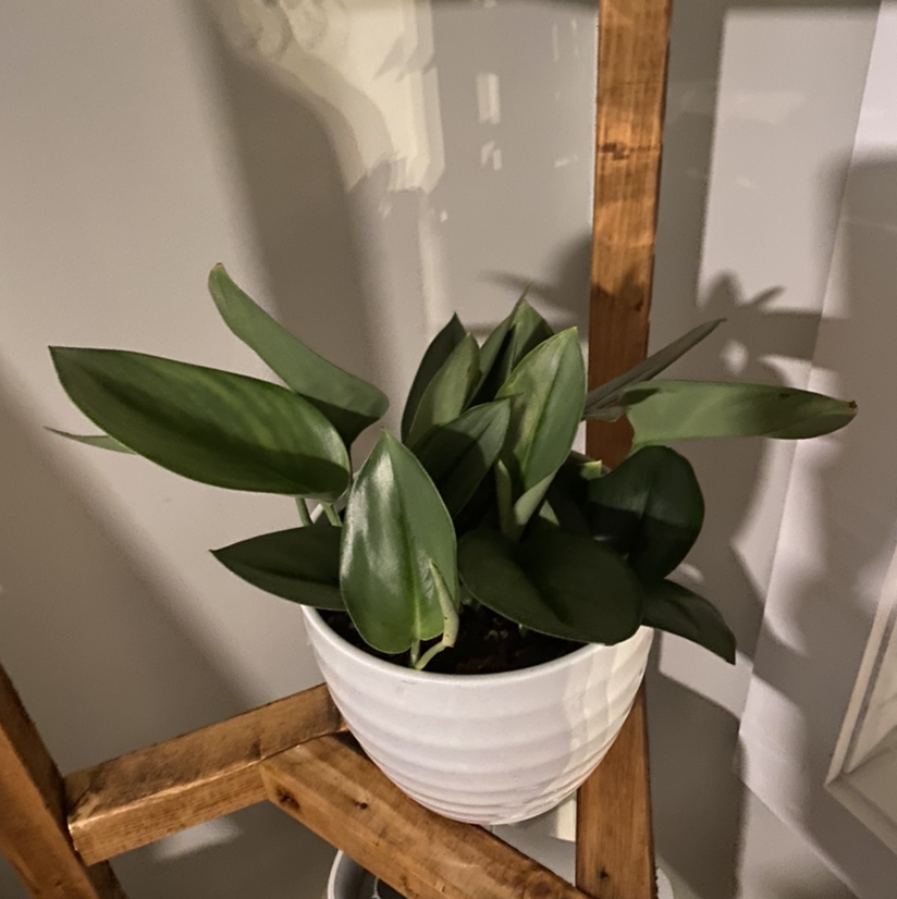 Scindapsus treubii 'Moonlight' plant in a white pot on a wooden shelf.