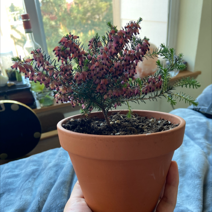 Photo of the plant species Winter Heath 'Darley Dale' by Olivia named Rosa on Greg, the plant care app