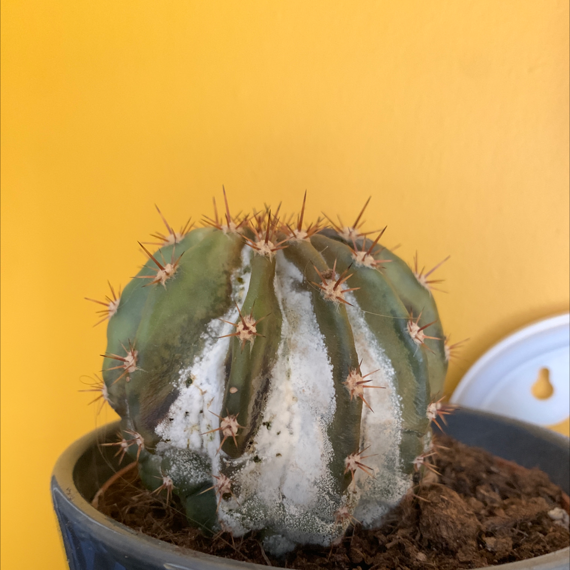 Sonora Barrel cactus in a pot with visible white discoloration and some browning.