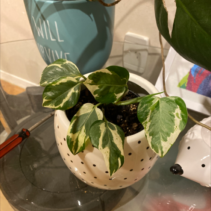 Glacier Pothos plant in a white pot with black dots, showing healthy variegated leaves.