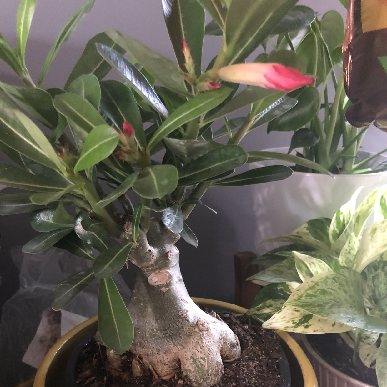 Desert Rose Plant with thick trunk and glossy green leaves, showing flower buds.