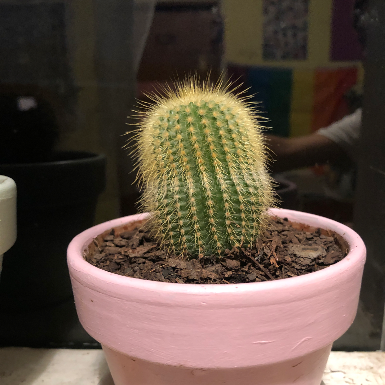 Balloon Cactus in a pink pot with visible soil, appears healthy.