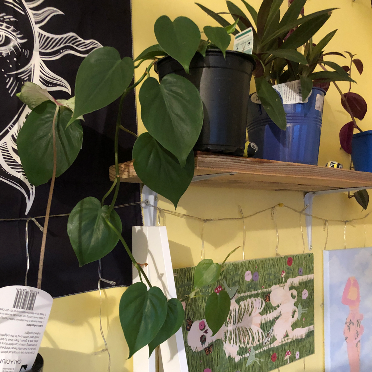 Philodendron cordatum plant with heart-shaped leaves on a shelf, appears healthy.