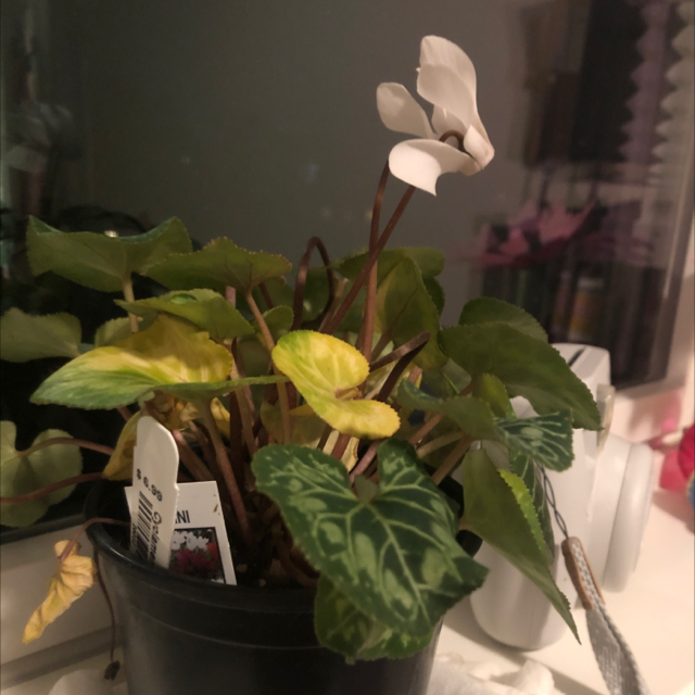 Persian Cyclamen plant photo by @VoxUltima named Your plant on Greg, the plant care app.