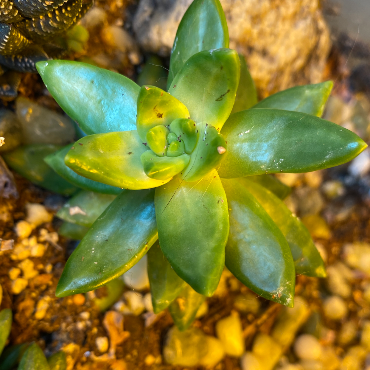 A succulent plant with green leaves, some yellowing, and visible soil.