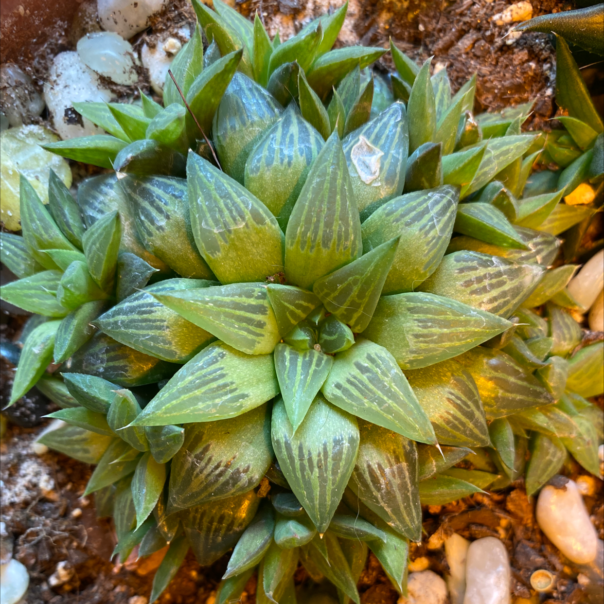 Photo of the plant species Haworthia marumiana by @GoodnessSuccs named Homer on Greg, the plant care app