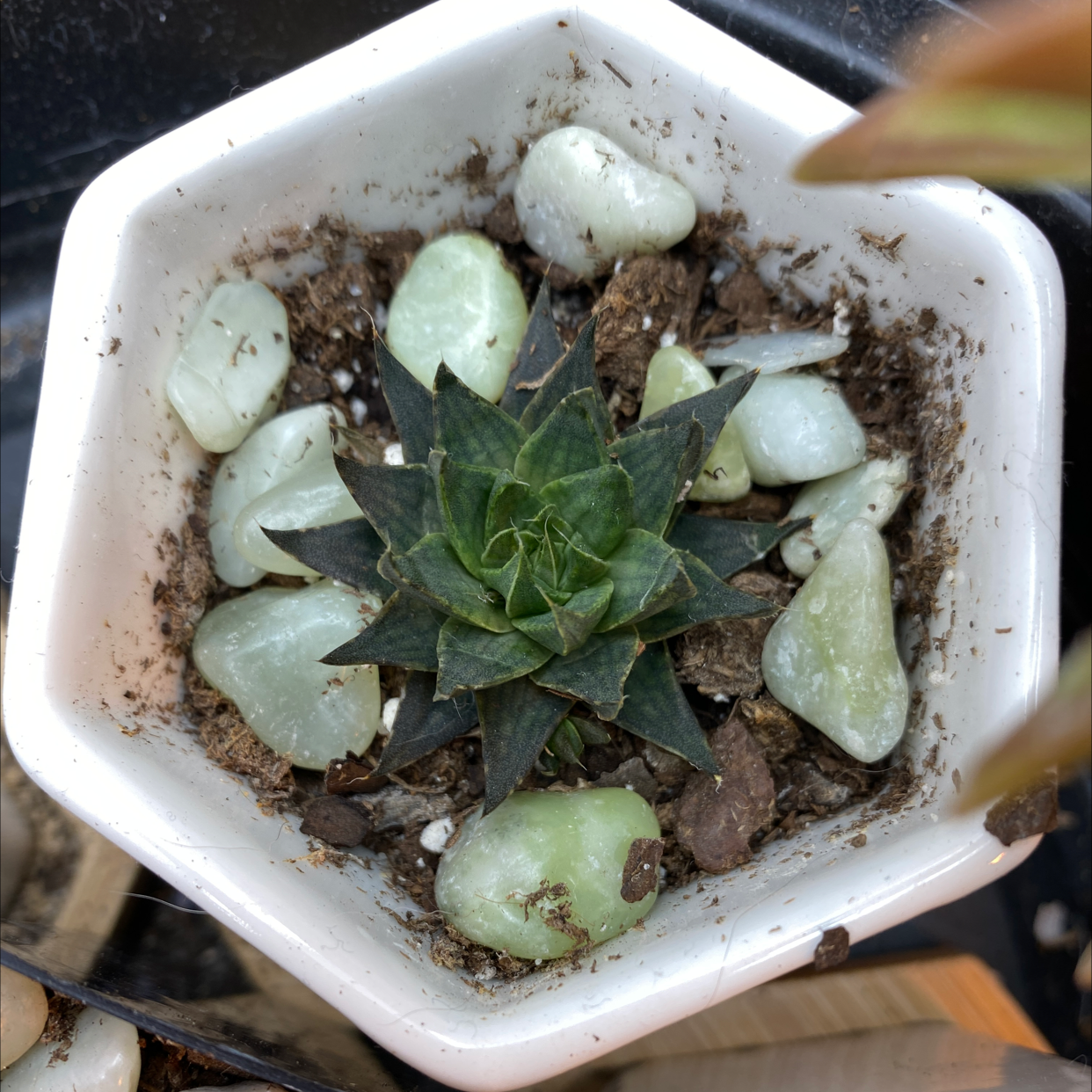 Photo of the plant species Haworthia angustifolia 'Baylissii' by @GoodnessSuccs named Forrest on Greg, the plant care app