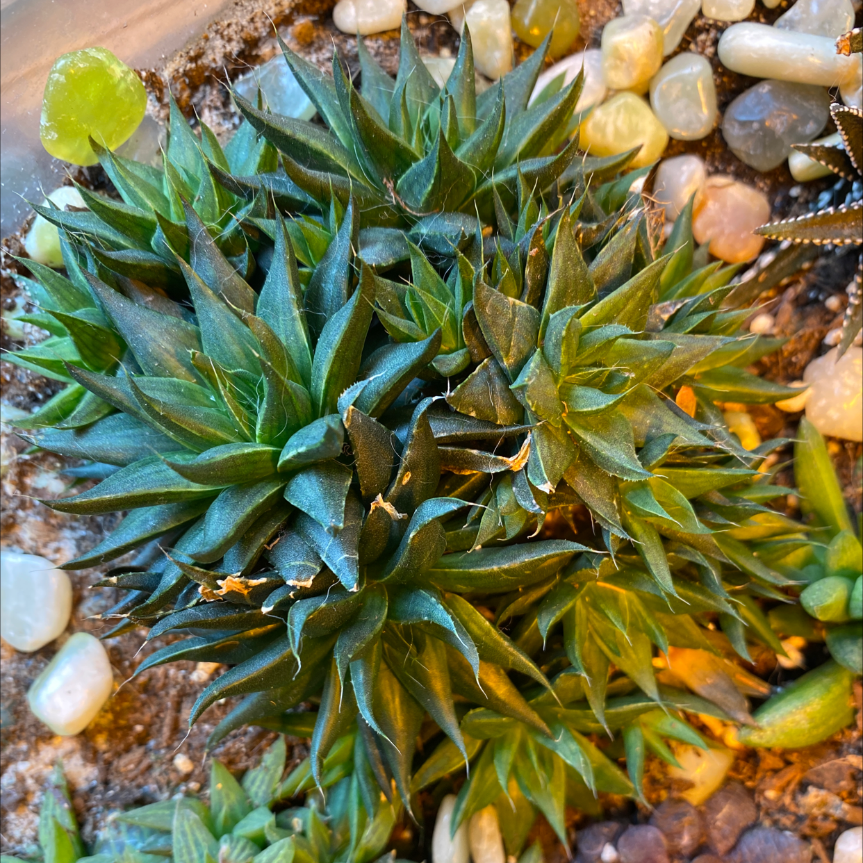 Photo of the plant species Narrow-leaved Haworthia by @GoodnessSuccs named Aria on Greg, the plant care app