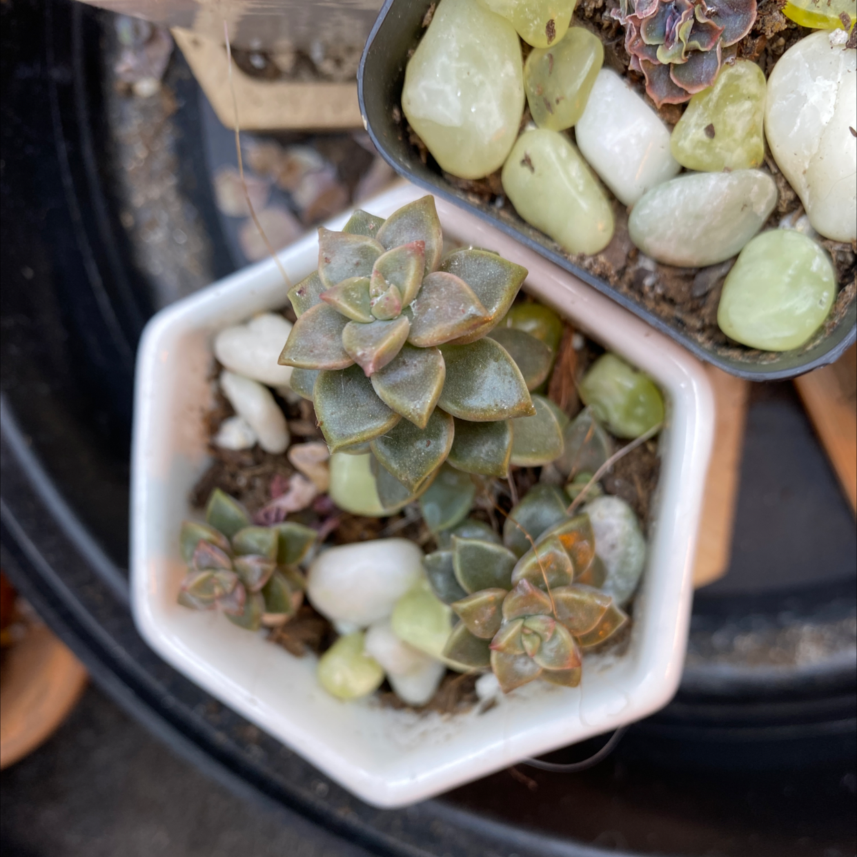 Graptoveria 'Fred Ives' succulent in a small pot with decorative stones.