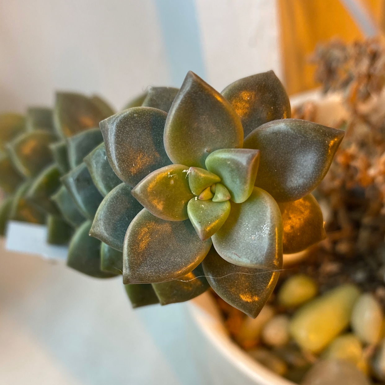 Photo of the plant species Graptoveria 'Fred Ives' by @GoodnessSuccs named Apollo on Greg, the plant care app