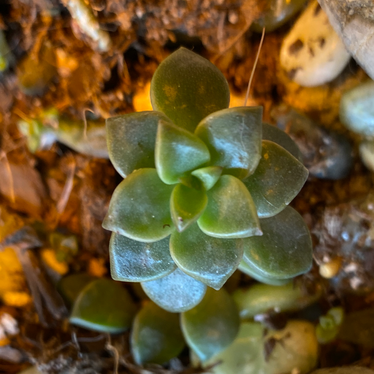 Graptoveria 'Fred Ives' succulent with healthy green leaves in a rosette pattern.