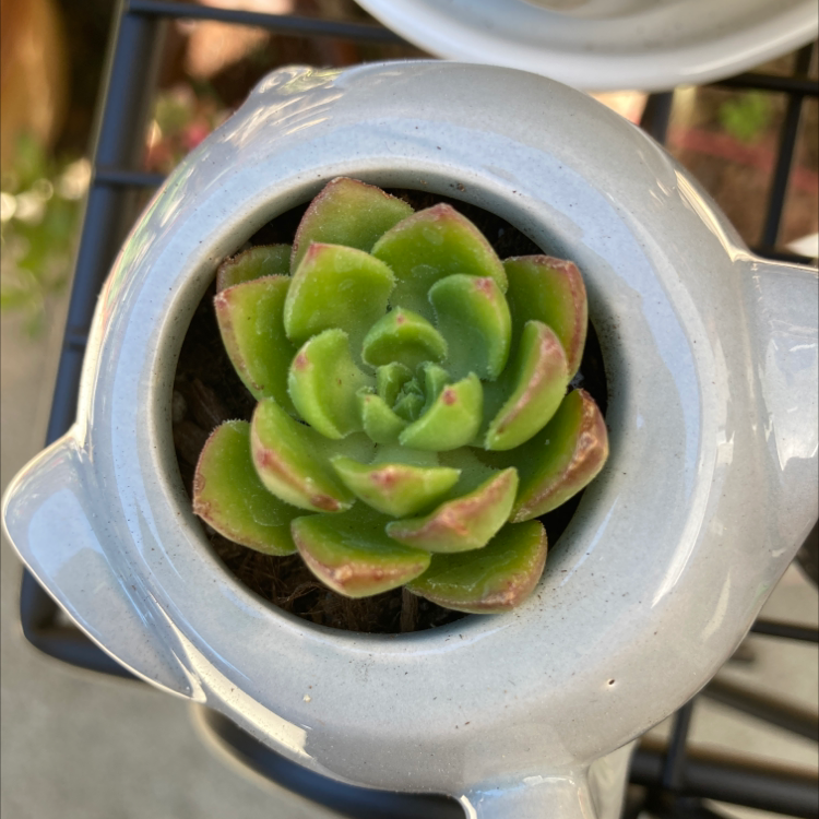 Sedeveria 'Letizia' succulent in a small pot with green leaves and reddish tips.