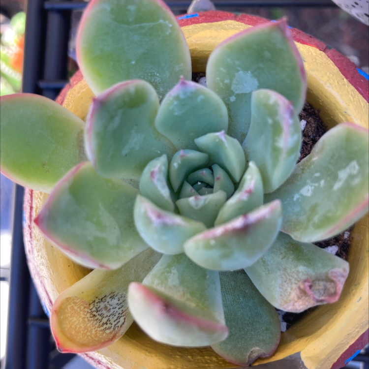 Photo of the plant species Echeveria pulidonis by Angelica named Rescued on Greg, the plant care app