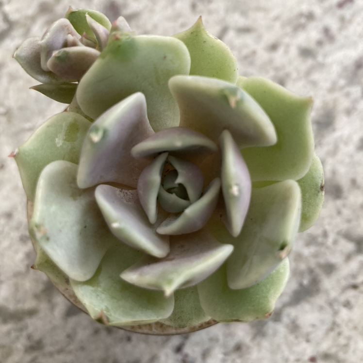 Close-up of an Echeveria 'Lola' succulent with rosette-shaped leaves.