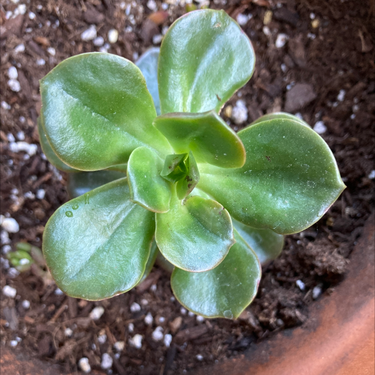 Photo of the plant species Echeveria 'Melaco' by Angelica named Melaco on Greg, the plant care app