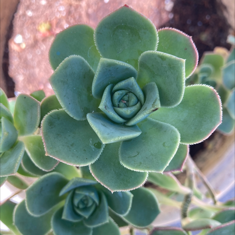 Photo of the plant species Aeonium 'Kiwi' by Angelica named Flower bloom🌸 on Greg, the plant care app