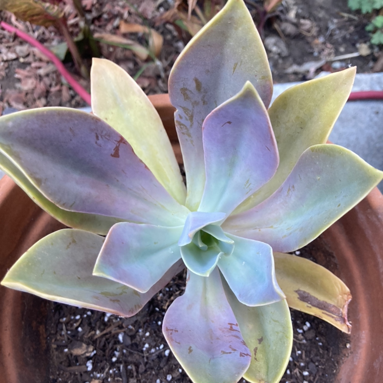 Graptoveria 'Fred Ives' succulent in a terracotta pot with some leaf discoloration.